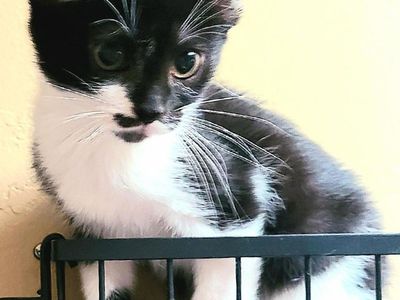 A164680 Wilma is Available for Adoption!