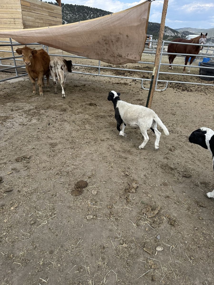 Dorper Ram Lambs 