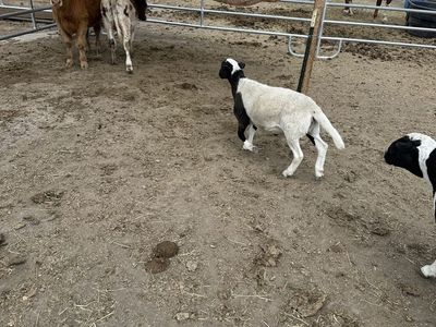 Dorper Ram Lambs
