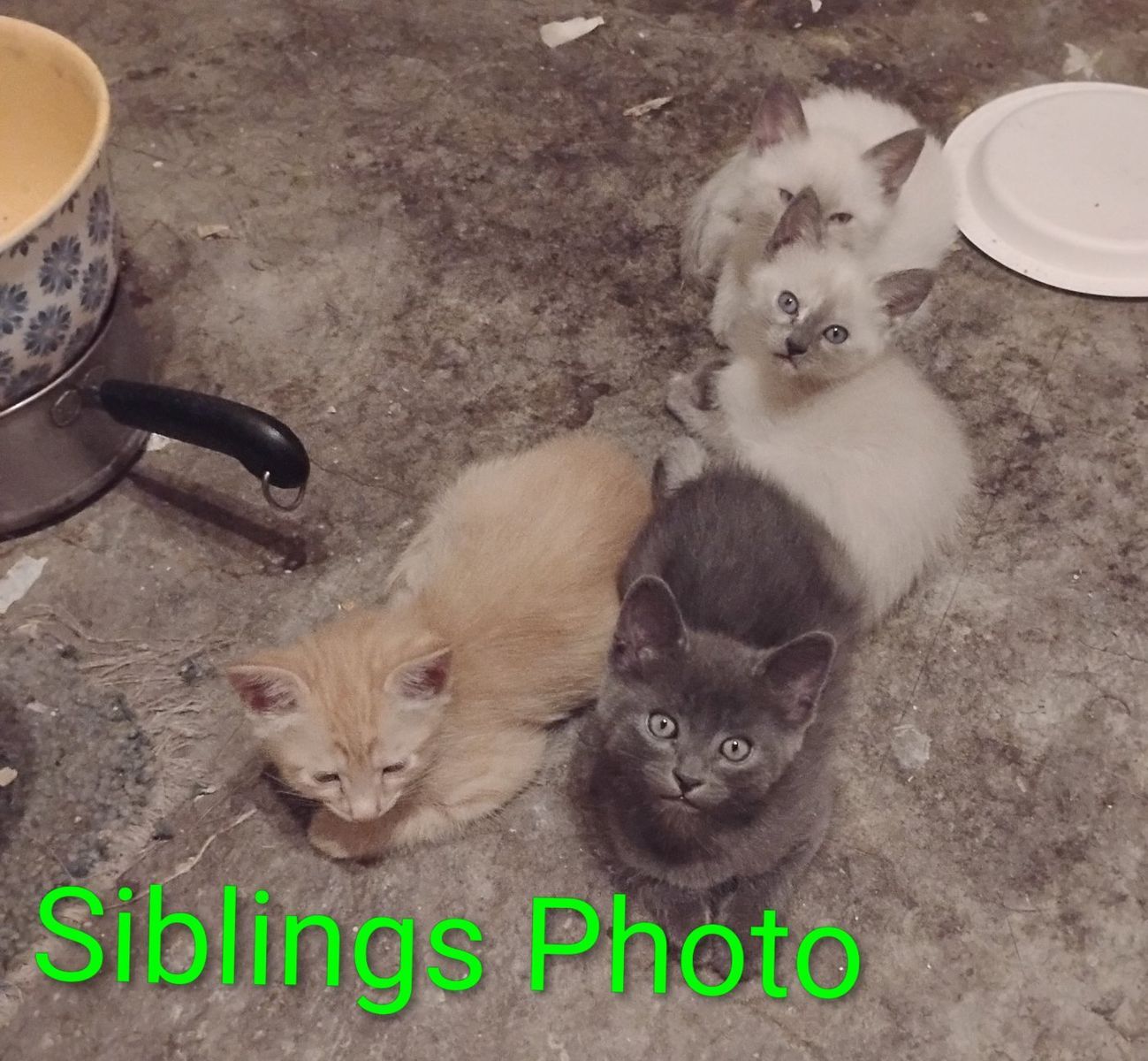Kittens