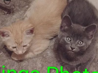Kittens