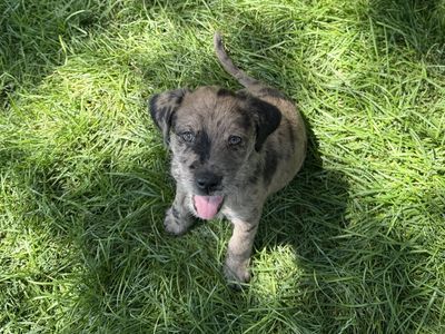 Terrier/golden retriever mix puppy’s