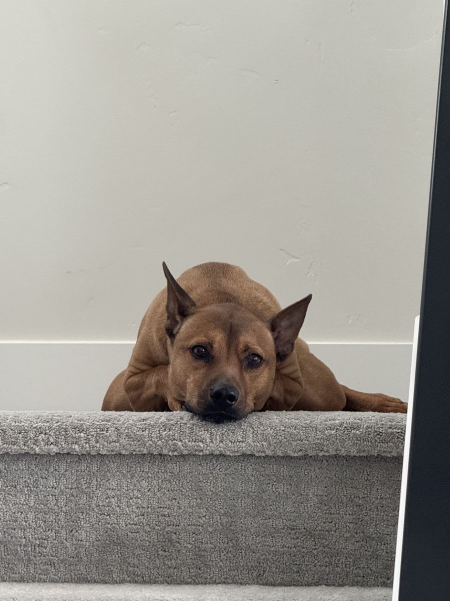 Bronx - 9 Year Old Dog
