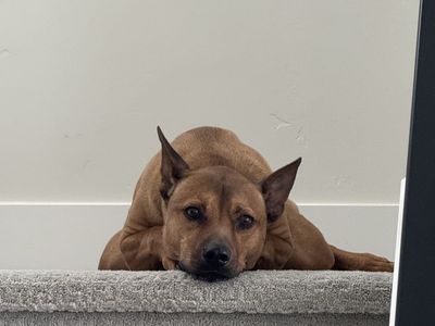 Bronx - 9 Year Old Dog