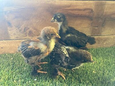 Purebred Large Fowl Cochin Chicks