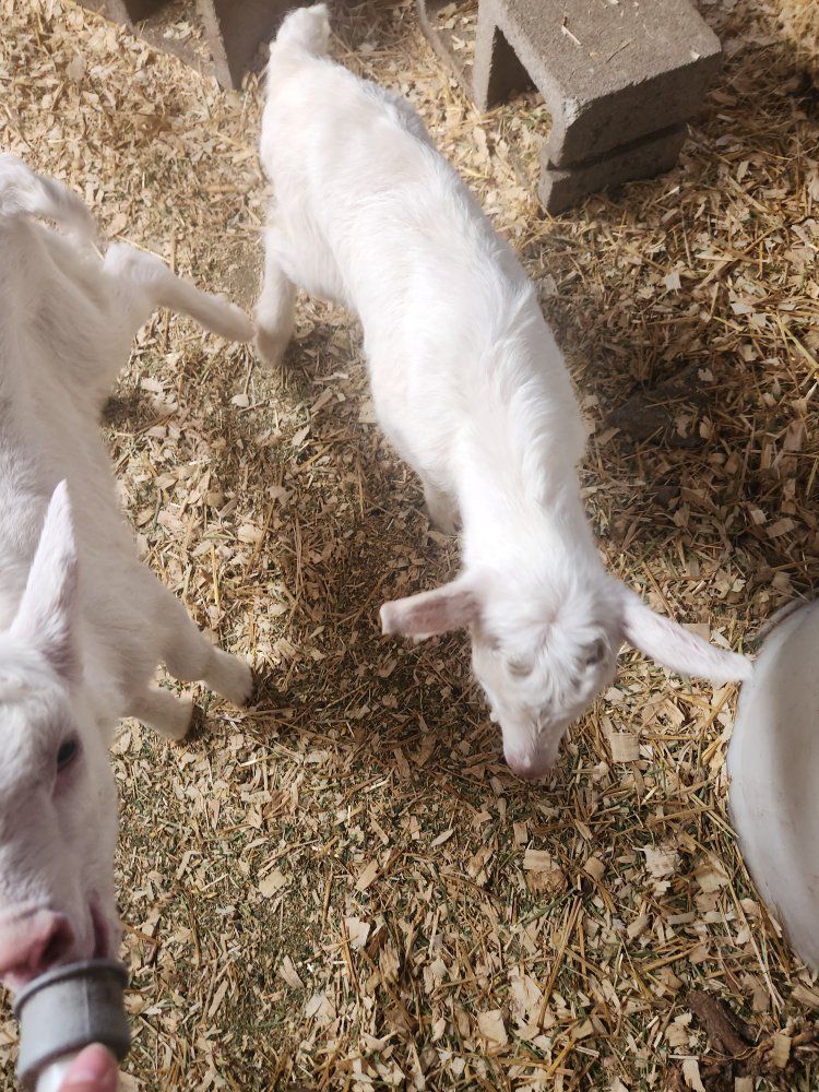 Saanen goats