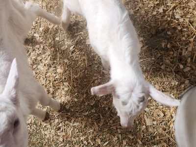 Saanen goats
