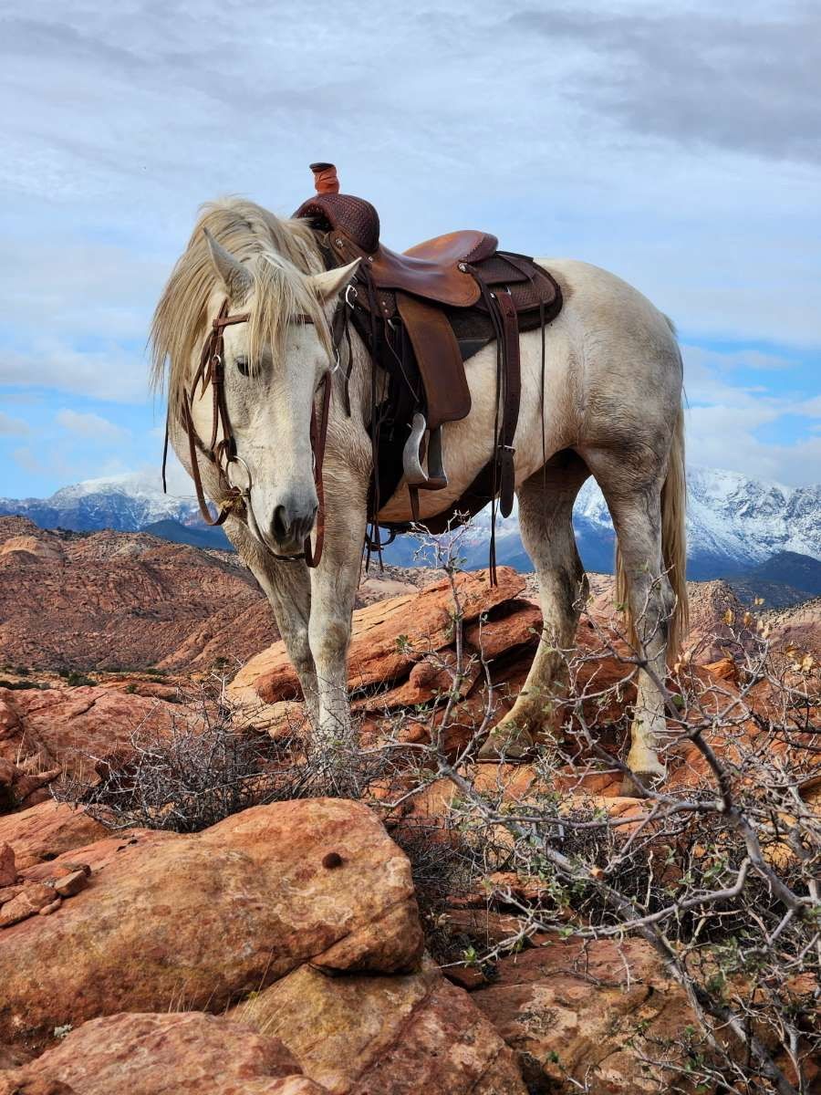 8 year old gray Andalusian stud