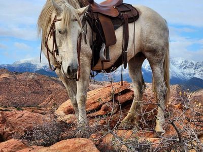 8 year old gray Andalusian stud