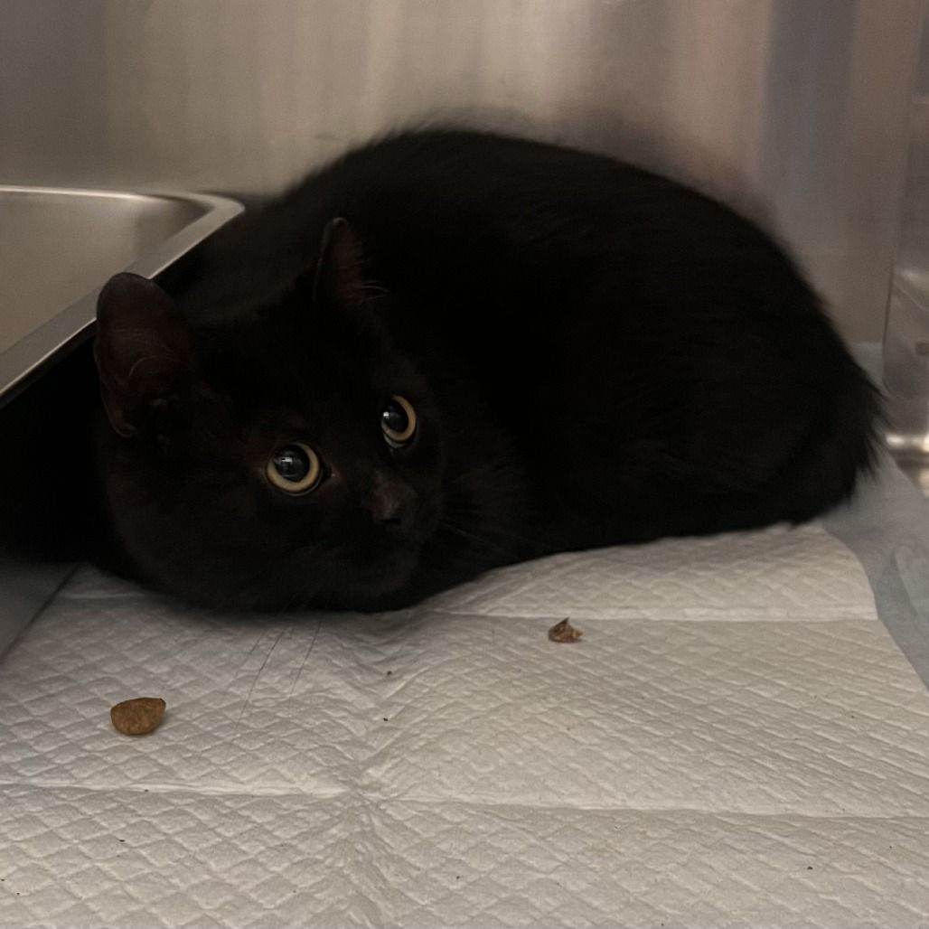 Hello my name is Camellia