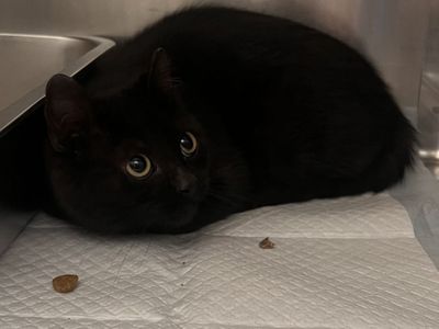 Hello my name is Camellia