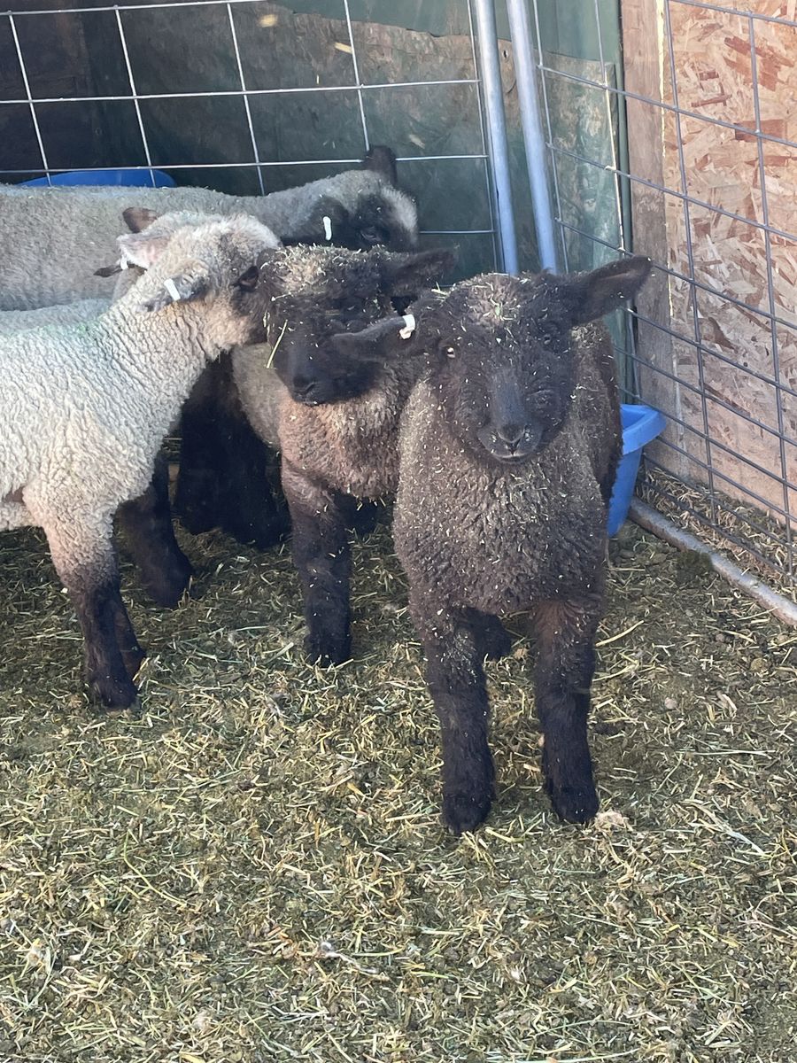 4-H Lambs