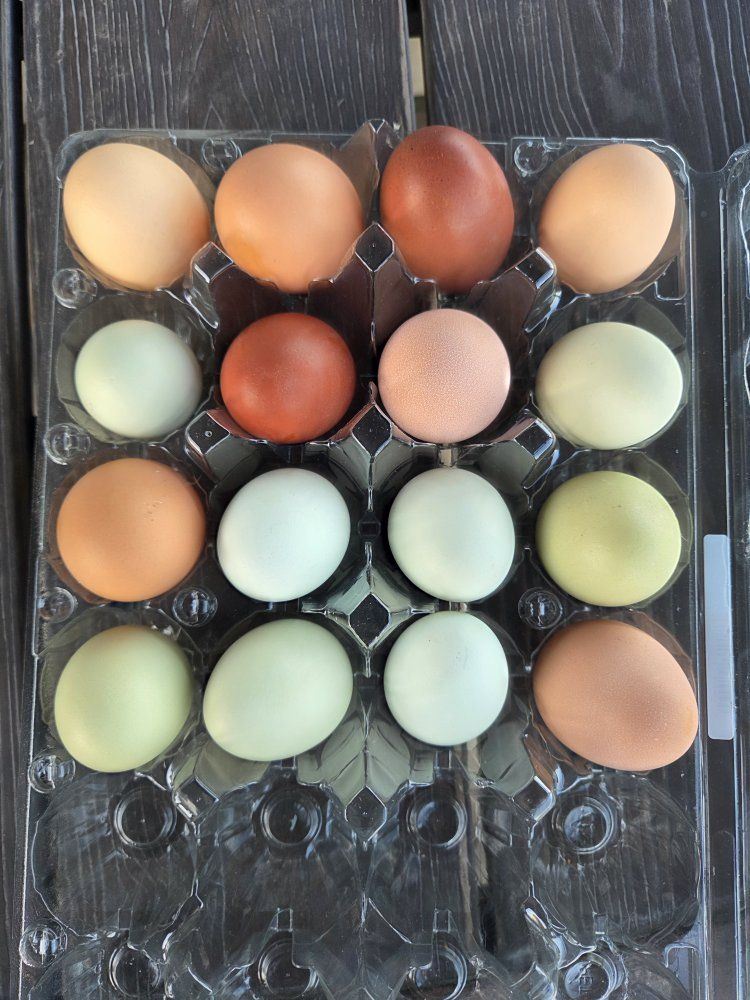 Farm Fresh Eggs $5 a dozen