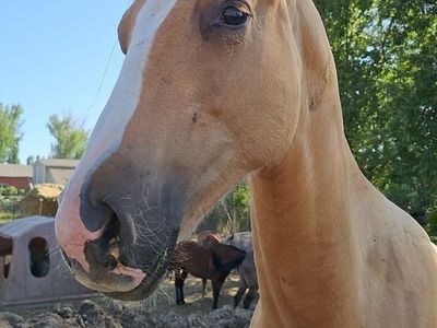 2 yrs old palomino
