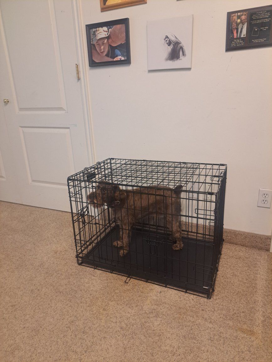 Petmate Black Wire Dog Crate Kennel Folding, Single Door, Medium - Large