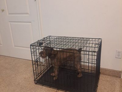Petmate Black Wire Dog Crate Kennel Folding, Single Door, Medium - Large