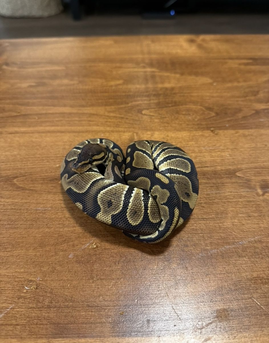 Male ball python