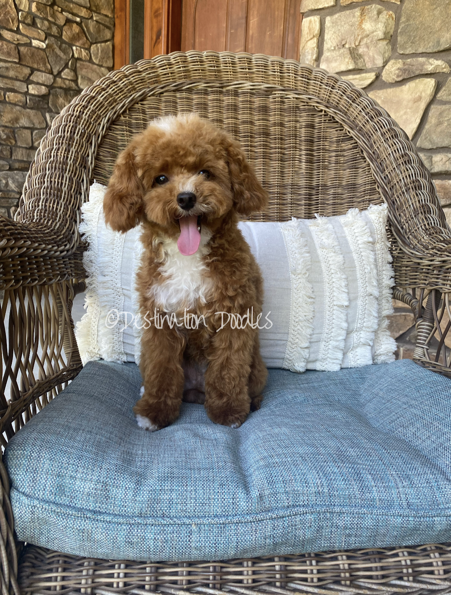 5lb AKC Toy Poodle Stud Bb, FF,