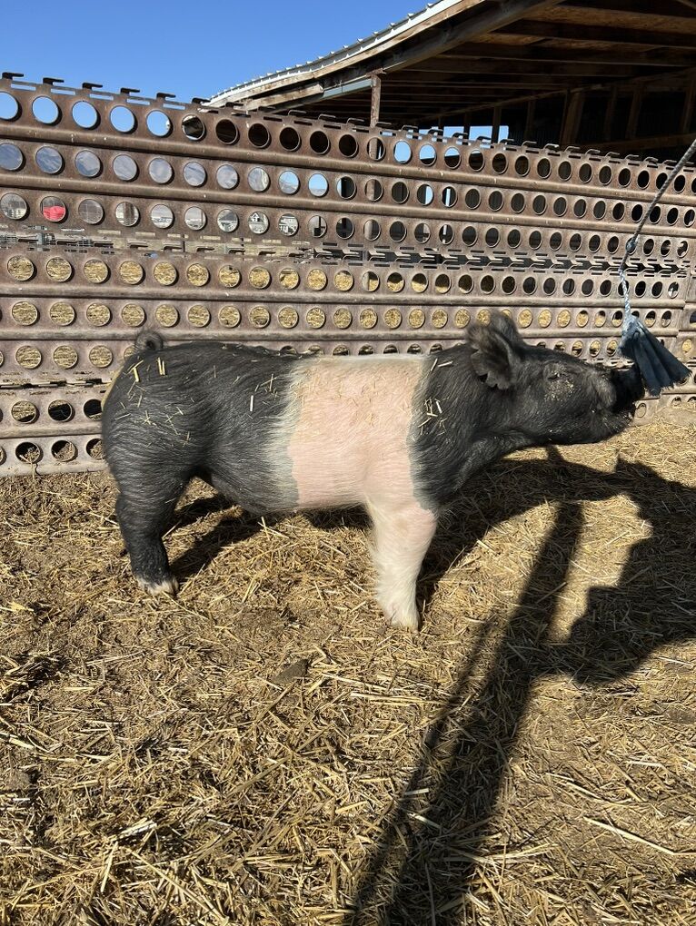 Show Pig Boars