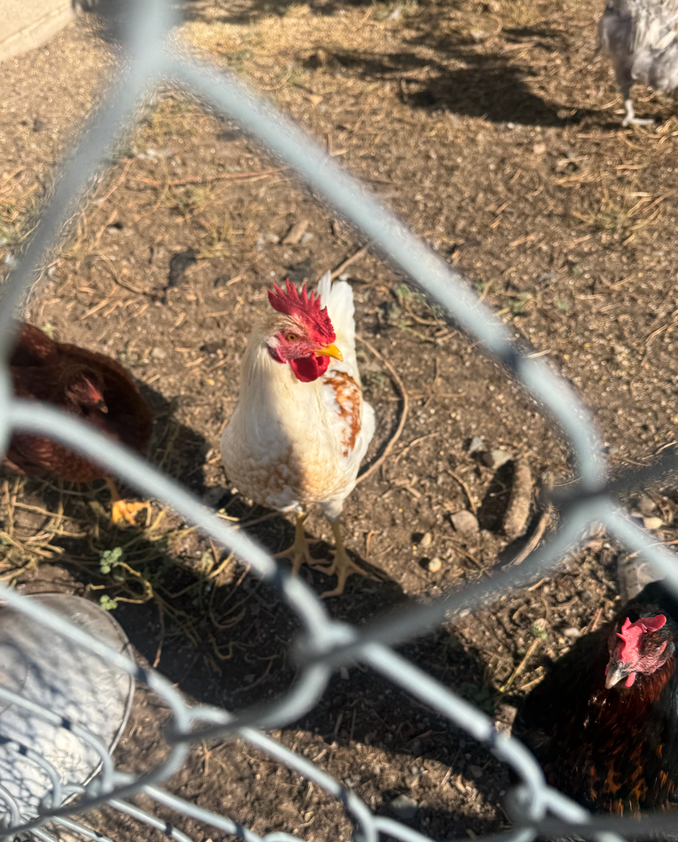 3-4 Month old Roosters
