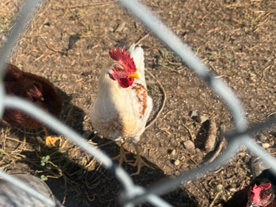 3-4 Month old Roosters