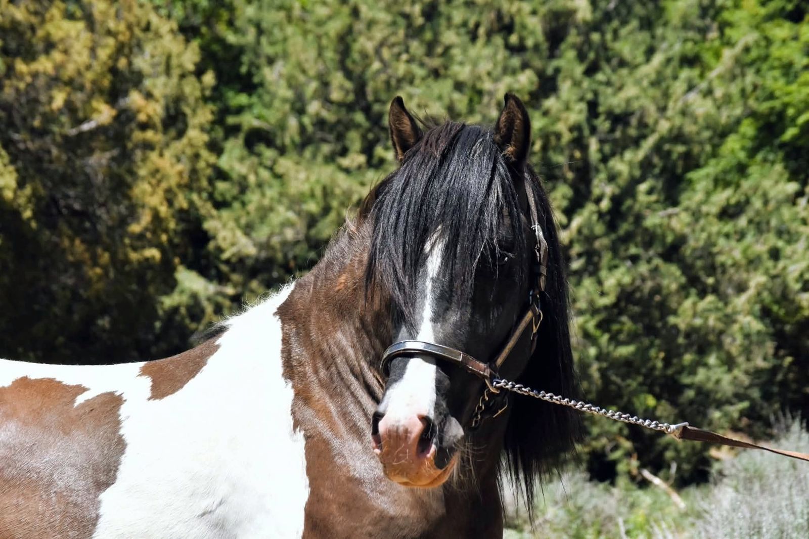Grulla 3/4 Gypsy