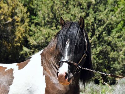Grulla 3/4 Gypsy