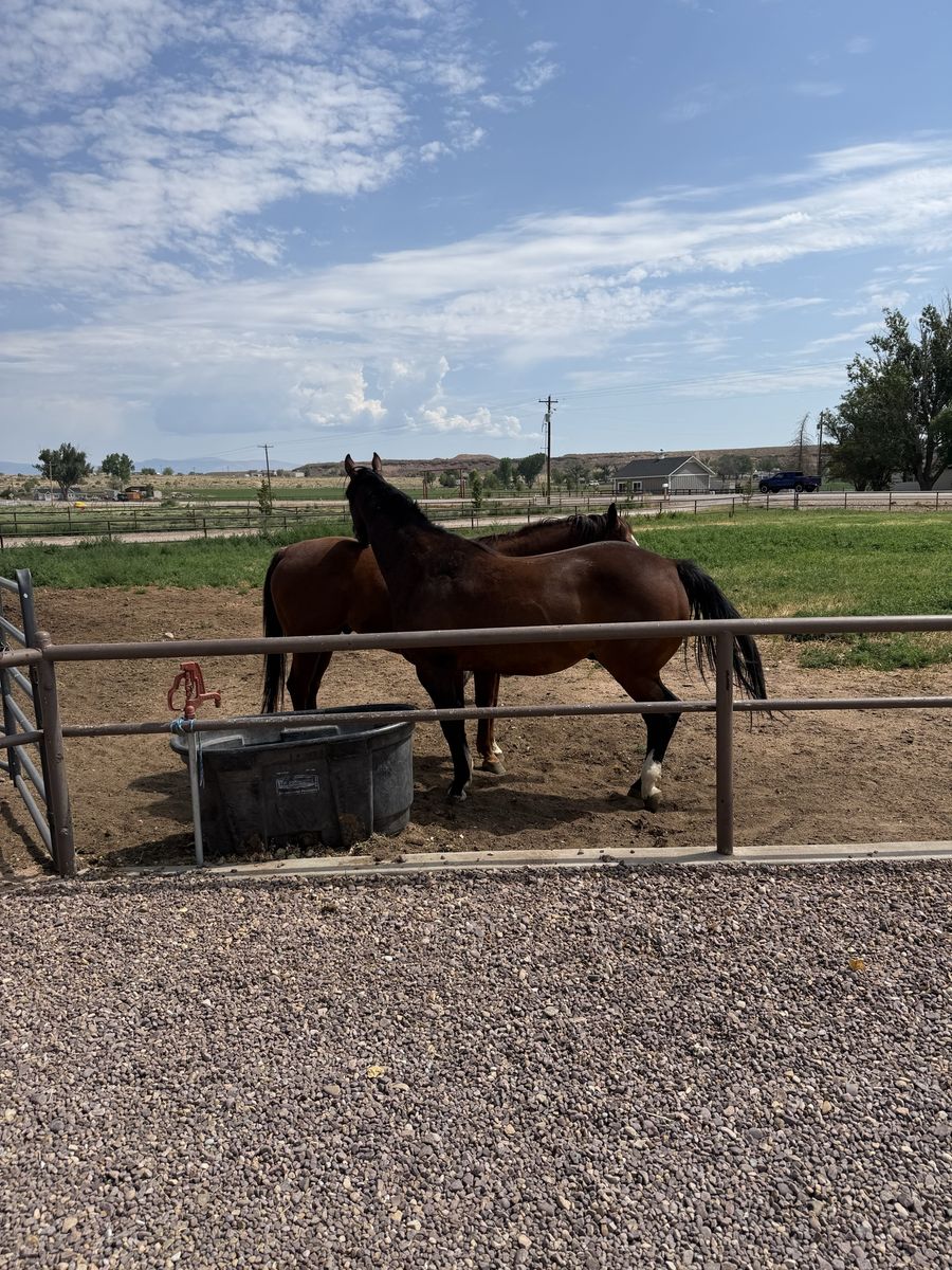 Seasoned and well broke geldings ($5500 each).