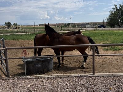 Seasoned and well broke geldings ($5500 each).