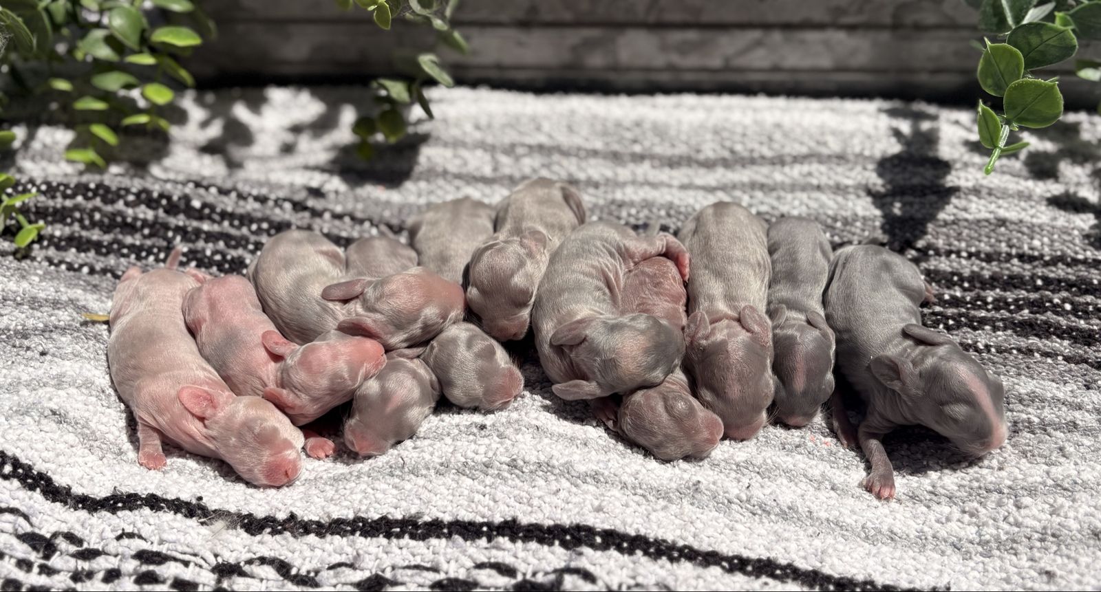 Pedigreed English Angora Baby Bunny Rabbits Newborns