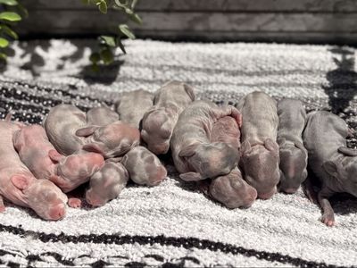 Pedigreed English Angora Baby Bunny Rabbits Newborns
