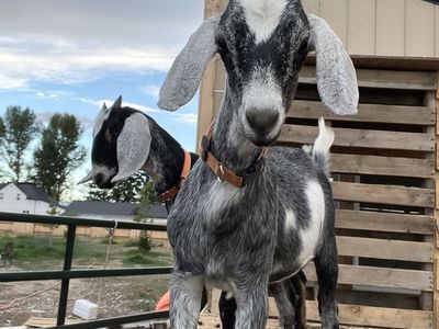 Two Nubian/Alpine 12 week old does ready for rehoming