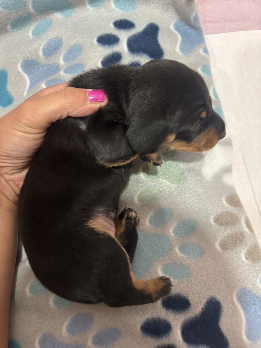 Akc mini dachshunds 2 litters! Can deliver to Ogden