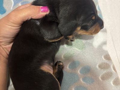 Akc mini dachshunds 2 litters! Can deliver to Ogden