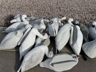 Snow Goose or Swan Decoys **REDUCED**