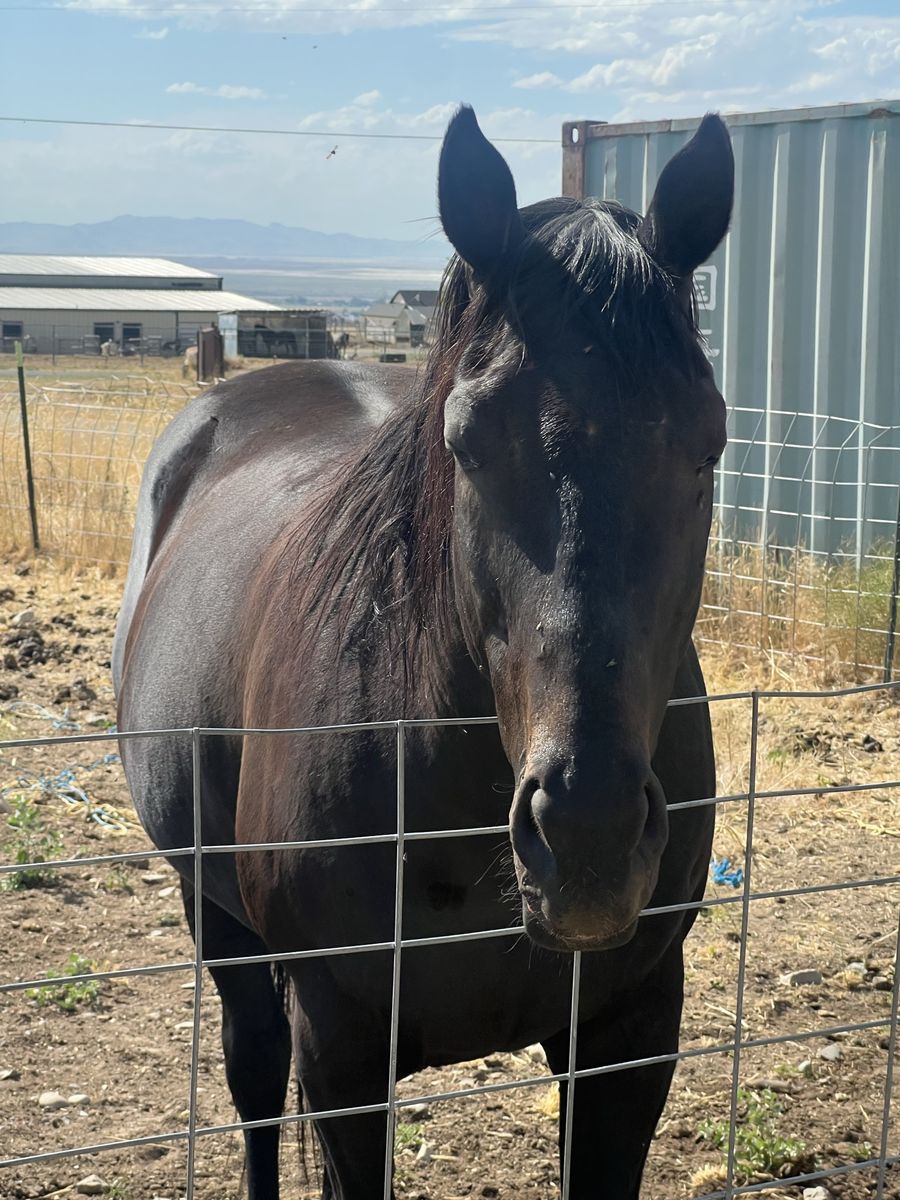 12 year old thoroughbred