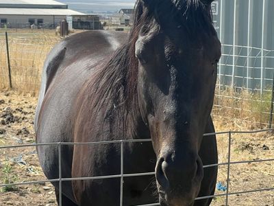 12 year old thoroughbred