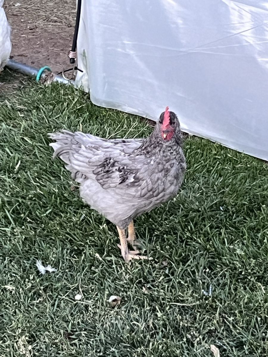 Rooster
