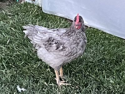 Rooster