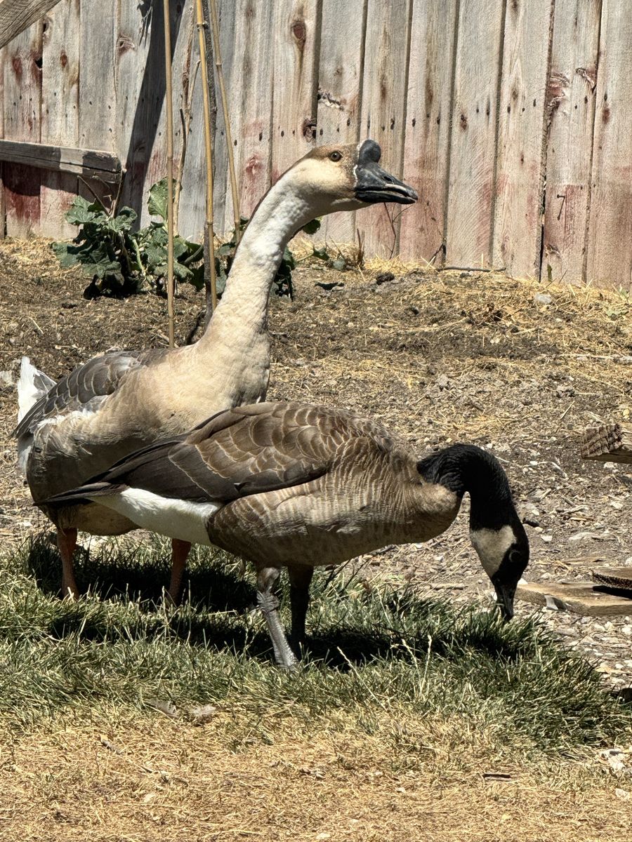 Pair of African (male) & Canadian (female) Geese - Mature Birds