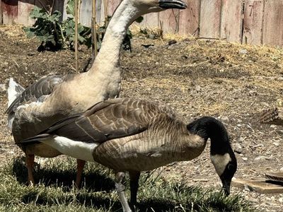 Pair of African (male) & Canadian (female) Geese - Mature Birds