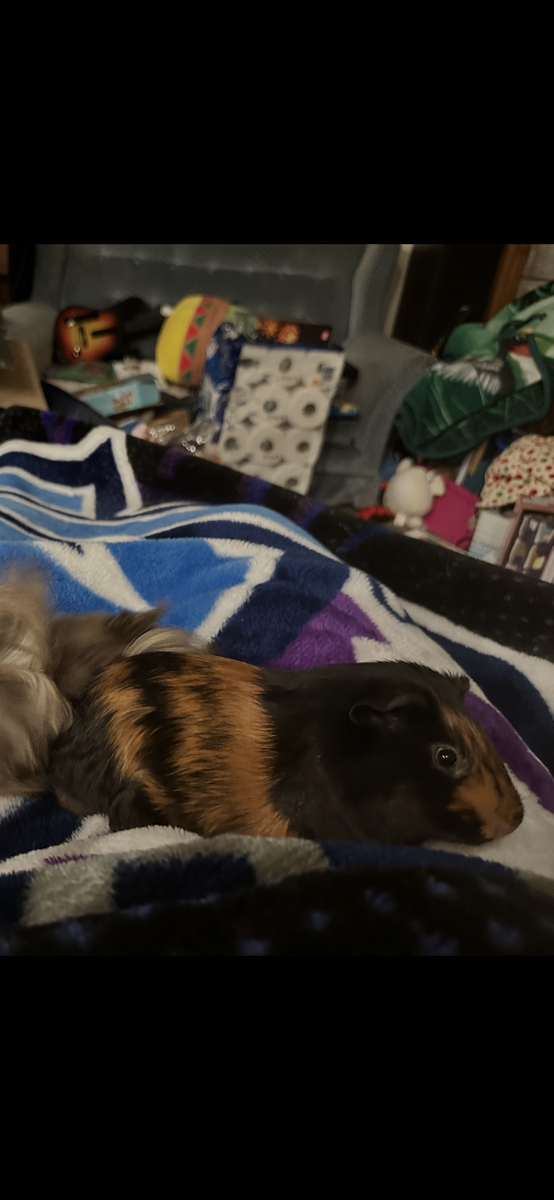 Male guinea pig 1 yr 2 months old