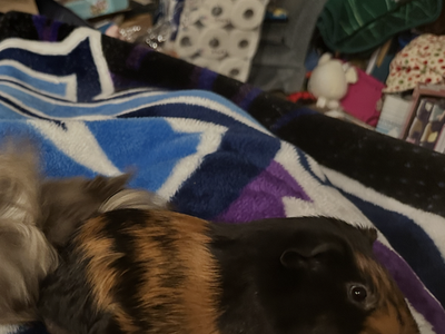 Male guinea pig 1 yr 2 months old