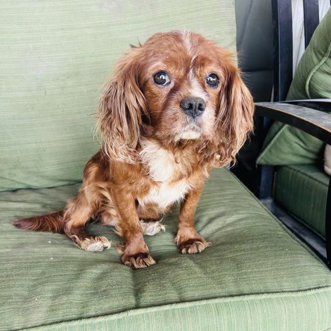 AKC King Charles Cavalier Spaniel