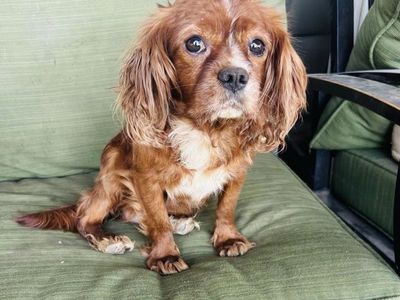AKC King Charles Cavalier Spaniel