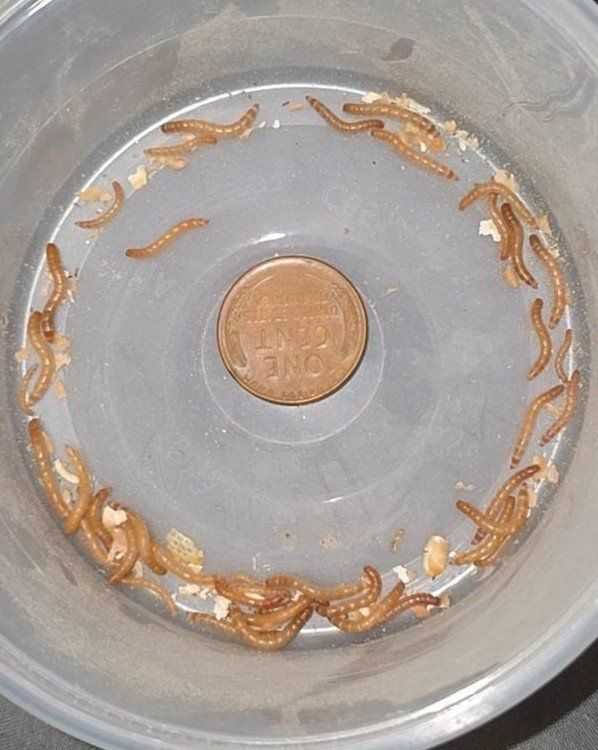 extra small meal worms