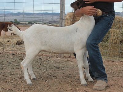 Boer goat starter herd for sale