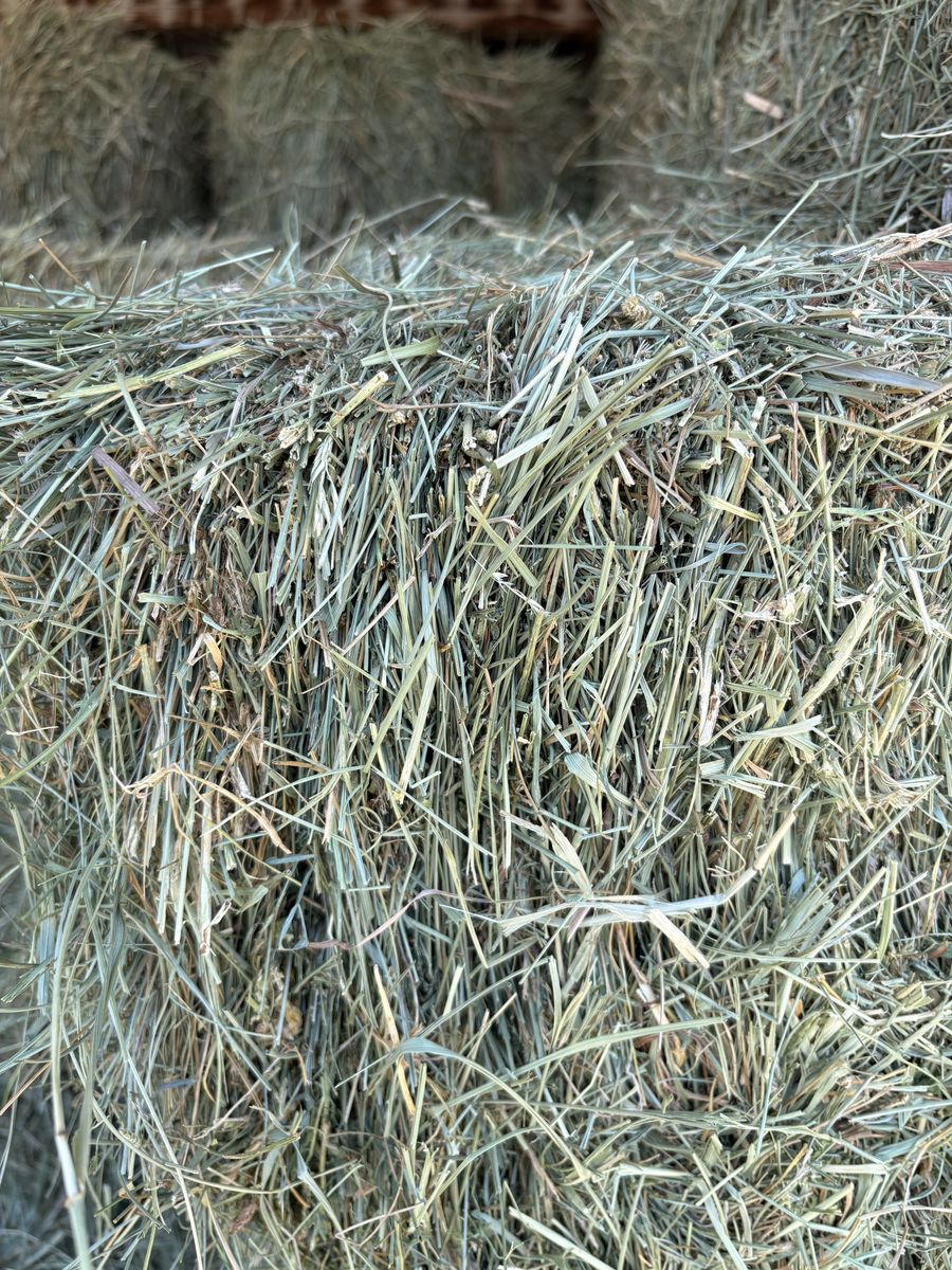 Grass hay