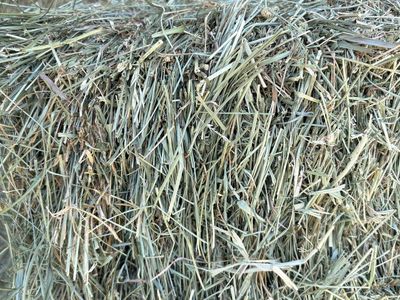 Grass hay