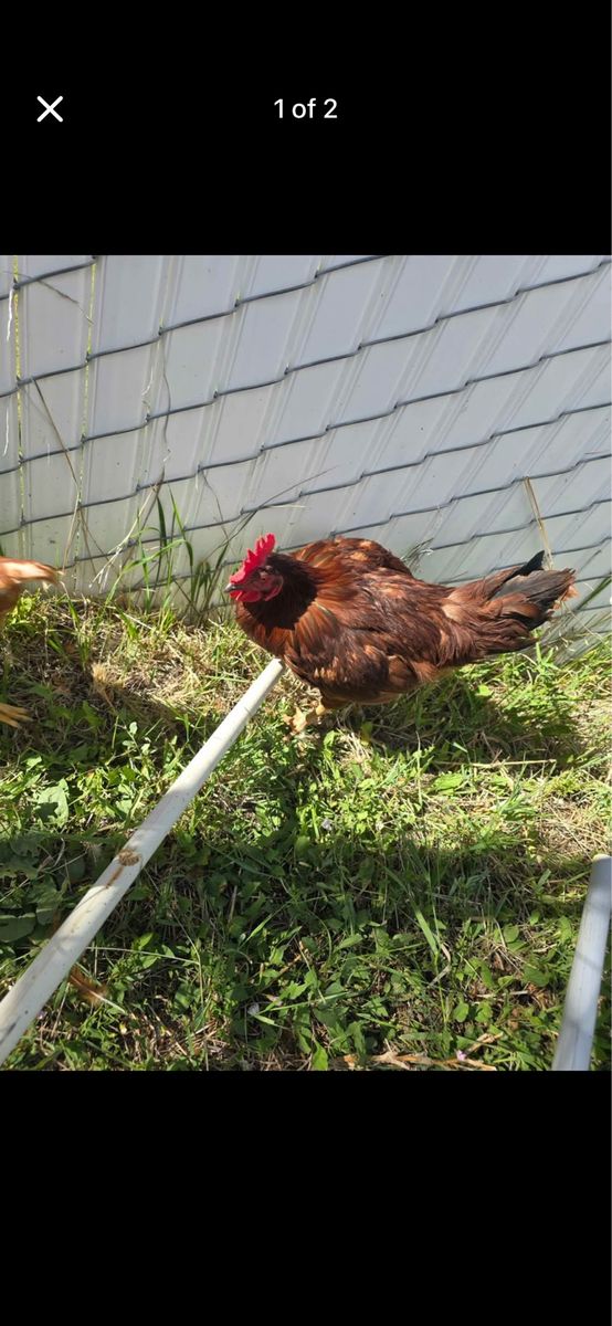 Rooster